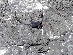 Lizard