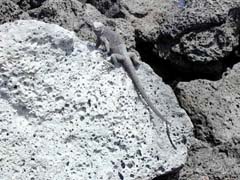 Lizard