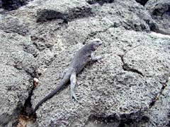Lizard
