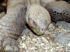 Tortoise