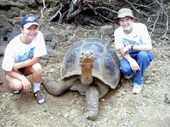 Tortoise