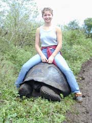 Tortoise