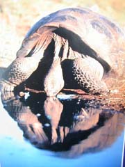 Tortoise